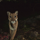 Illustration for article titled Oh Hai! Amazing Photos Capture LA's Newest Baby Mountain Lions